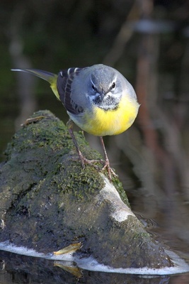 Gebirgsstelze  Anno 2012