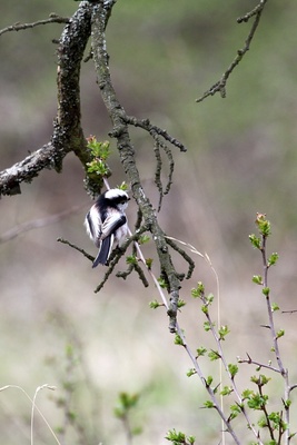 Schwanzmeise  Anno 2012