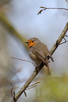 Rotkehlchen  Anno 2012