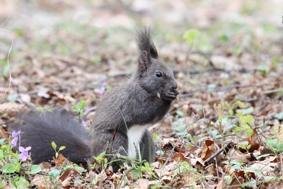 Eichh&ouml;rnchen