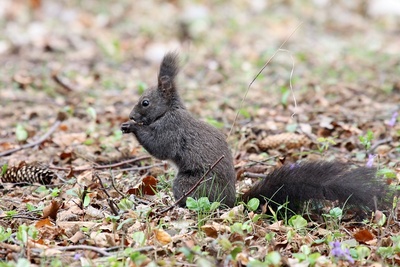 Eichh&ouml;rnchen