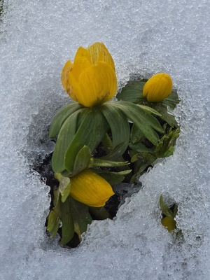 Winterling guckt aus dem Schnee