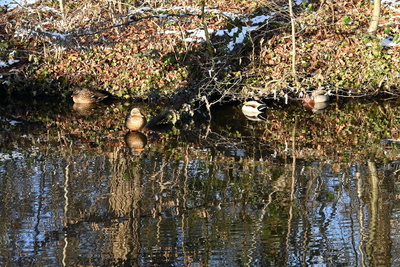 Enten in derWintersonne