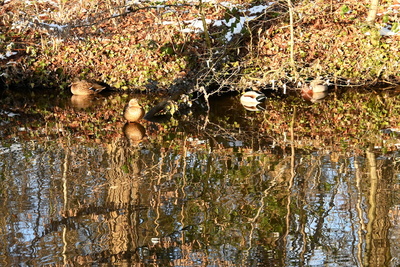 Wildente beim Sonnen