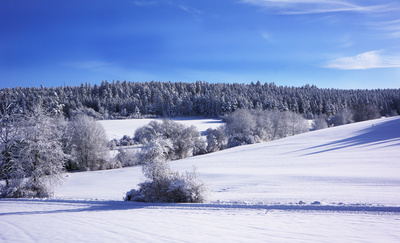 Neuschnee in Wald und Feld