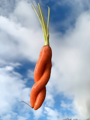 Vertr&auml;umte M&ouml;hre