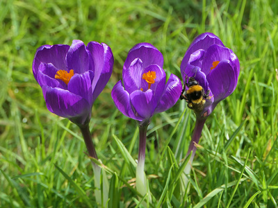 28.2.2026 - Krokusbl&uuml;te im Nordschwarzwald