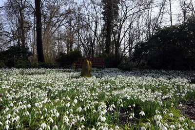 Bank bei dem Bl&uuml;tenmeer
