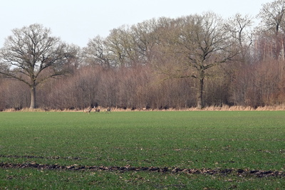 Rehe auf der Flucht