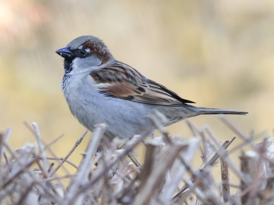 Der Haussperling wartet bis die Bl&auml;tter spriessen.....