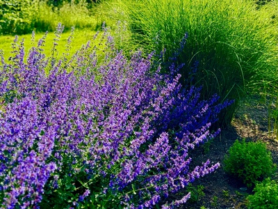Bunter G&auml;rtnerstolz