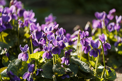 Fr&uuml;hbl&uuml;her