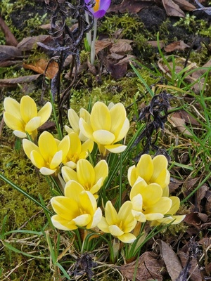 Krokusse im Garten