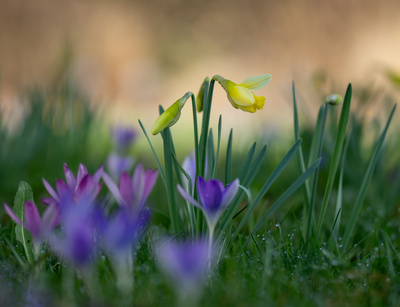 Narzissen & Krokusse