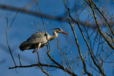 Graureiher beim Nestbau