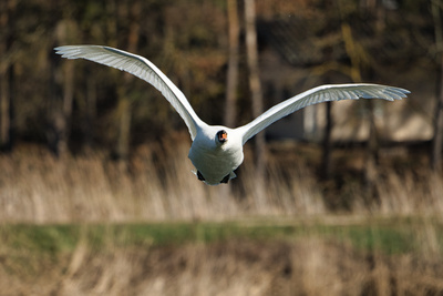 H&ouml;ckerschwan im Tiefflug