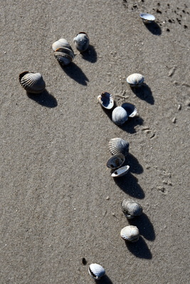 Muscheln am Strand