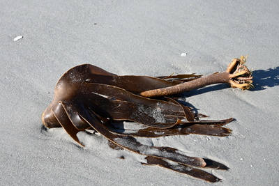 Fundst&uuml;ck am Strand