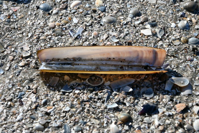 Taschenmessermuschel