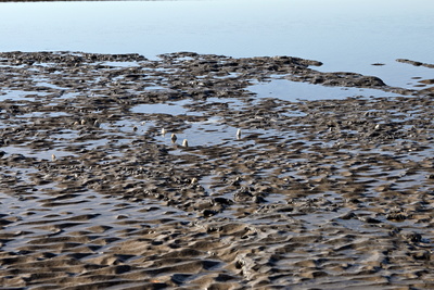 Beachtet die wei&szlig;en Spitzen aus dem Watt