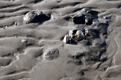 Wei&szlig;e Spitzen sind Klappmuscheln die so atmen