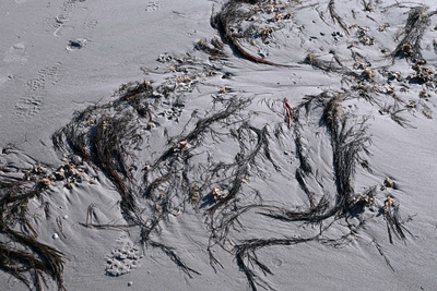 Kunst von der Natur gemacht