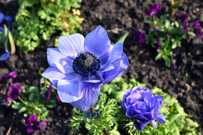 Ranunkel so sch&ouml;n