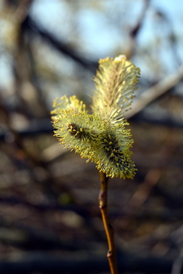 Weidenbl&uuml;te