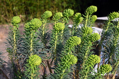 Wolfsmilchgew&auml;chs