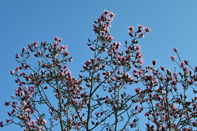 Magnolienbaum-immer sch&ouml;n