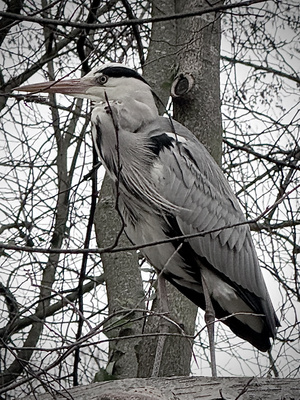 Reiher am Schlachtensee