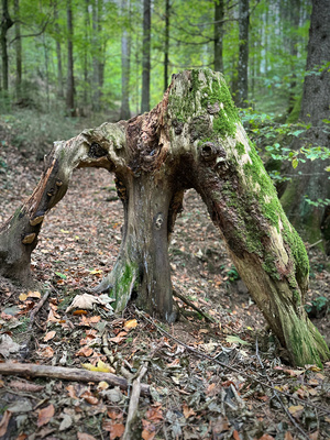 Baumstumpf bei den Schleierf&auml;llen