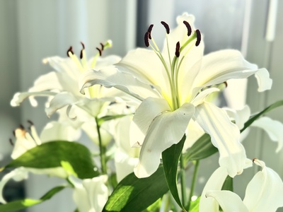 Mammutlilien am Fenster