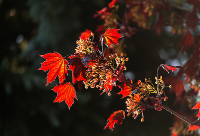junge Ahornbl&auml;tter im  Gegenlicht