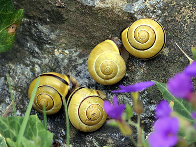 Schnecken Fr&uuml;hlingsgef&uuml;hle