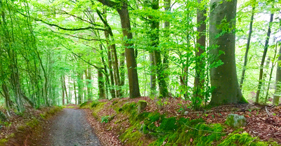 Frisches Gr&uuml;n im Fr&uuml;hlingswald