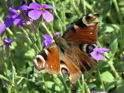 Schmetterling im F&uuml;hling