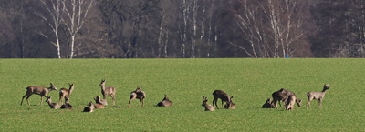 18 auf einen streich