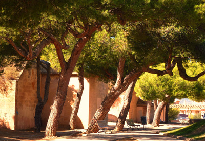 Im Schatten der Pinien