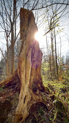 Sonnenstern hinter morschem Baumstumpf im Fr&uuml;hlingswald