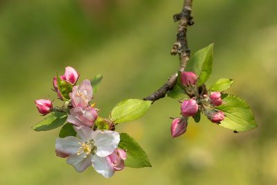 Apfelbl&uuml;ten