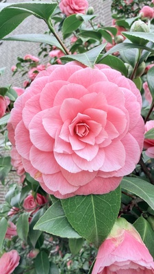 In voller Bl&uuml;te