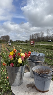 Tulpenfeld