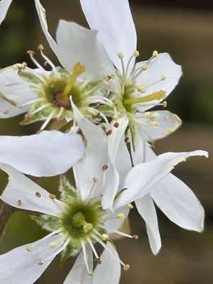 Bl&uuml;te der Felsenbirne