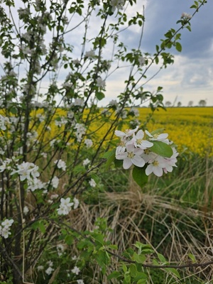 Wei&szlig;e Bl&uuml;ten vor Rapsfeld