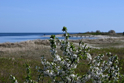 Bl&uuml;ten voll mit Bienen