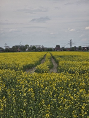 Rapsfeld