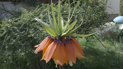 Bl&uuml;te