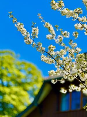 Kirschbl&uuml;rten vor blauem Himmel