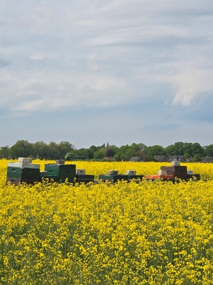 Raps und Bienenk&ouml;rbe